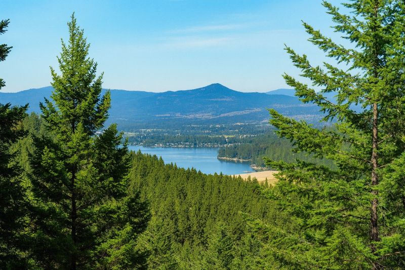 Apple Tree Removal in Liberty Lake, WA