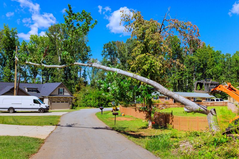 Cost of Fallen Tree Removal in Post Falls, ID