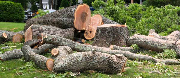 Large Tree Removal in Post Falls