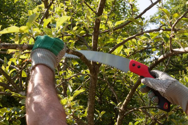 Small Tree Removal in Post Falls