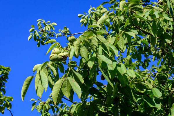 Walnut Tree Removal in Post Falls