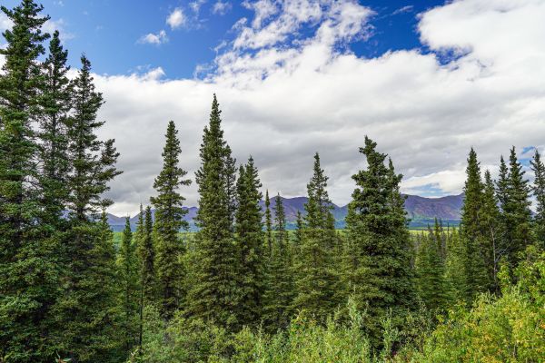 Spruce Tree Removal in Post Falls
