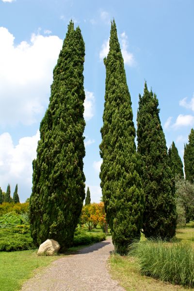 Cypress Tree Removal in Post Falls