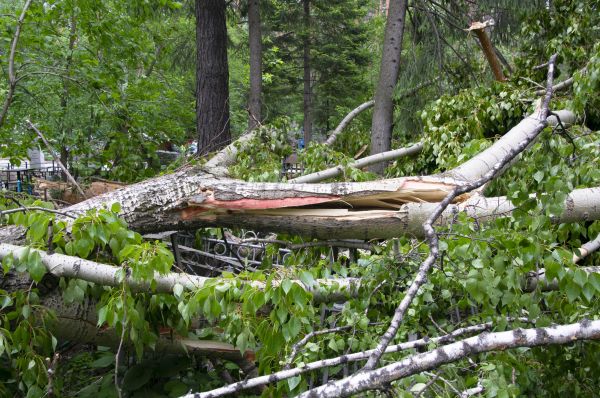 Birch Tree Removal in Post Falls