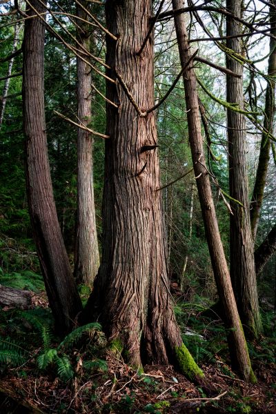 Cedar Tree Removal in Post Falls
