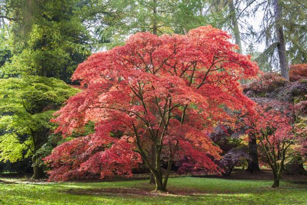 Maple Tree Removal in Post Falls