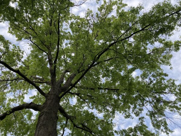 Oak Tree Removal in Post Falls