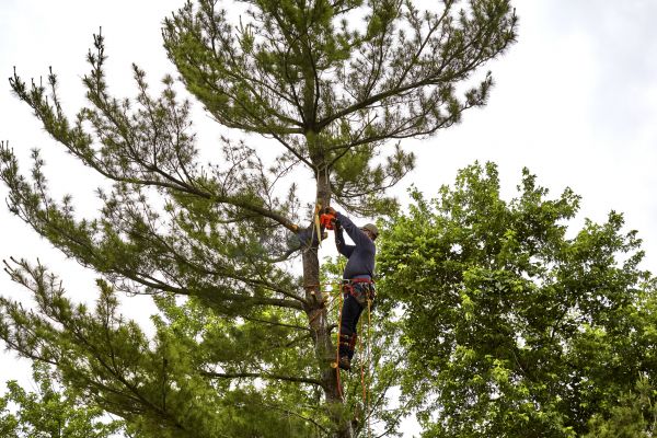 Pine Tree Removal in Post Falls