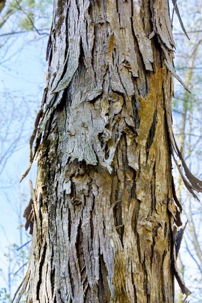 Hickory Tree Removal in Post Falls