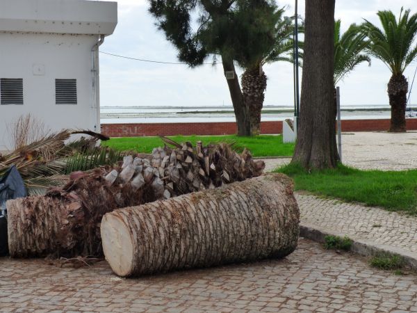 Palm Trees Removal in Post Falls