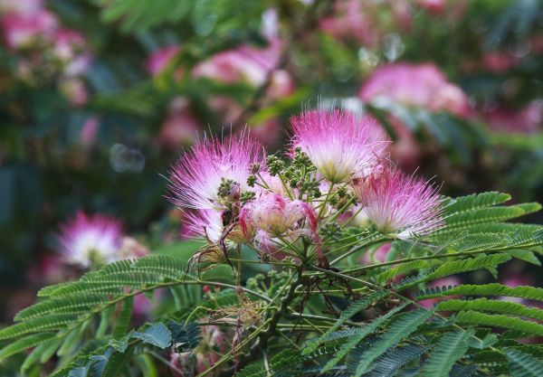 Mimosa Tree Removal in Post Falls