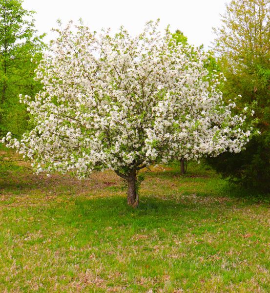 Dogwood Tree Removal in Post Falls