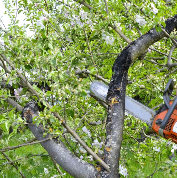 Apple Tree Removal in Post Falls