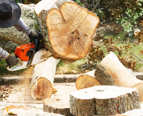 Tree Removal Service in Post Falls
