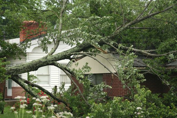 Emergency Tree Removal in Post Falls