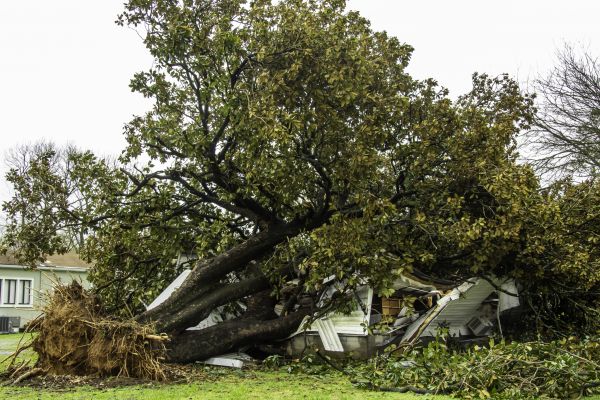Fallen Tree Removal in Post Falls