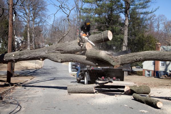 Residential Tree Removal in Post Falls