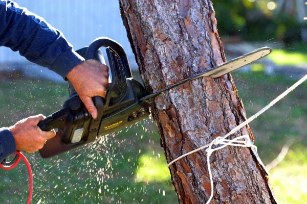 Dead Tree Removal in Post Falls
