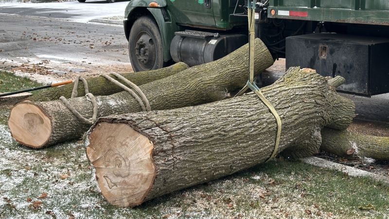 Birch Tree Removal