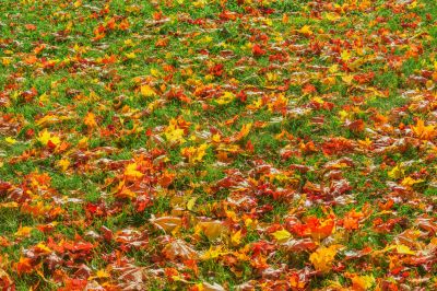 Maintaining a Tidy Landscape