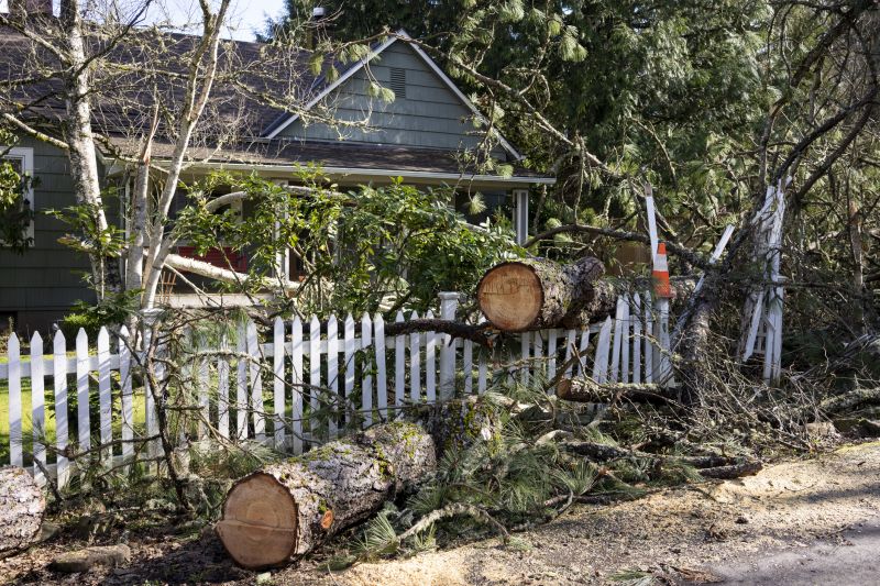 Tree Removal in Residential Area