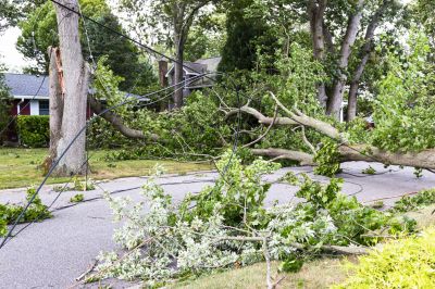 Commercial Property Tree Clearance