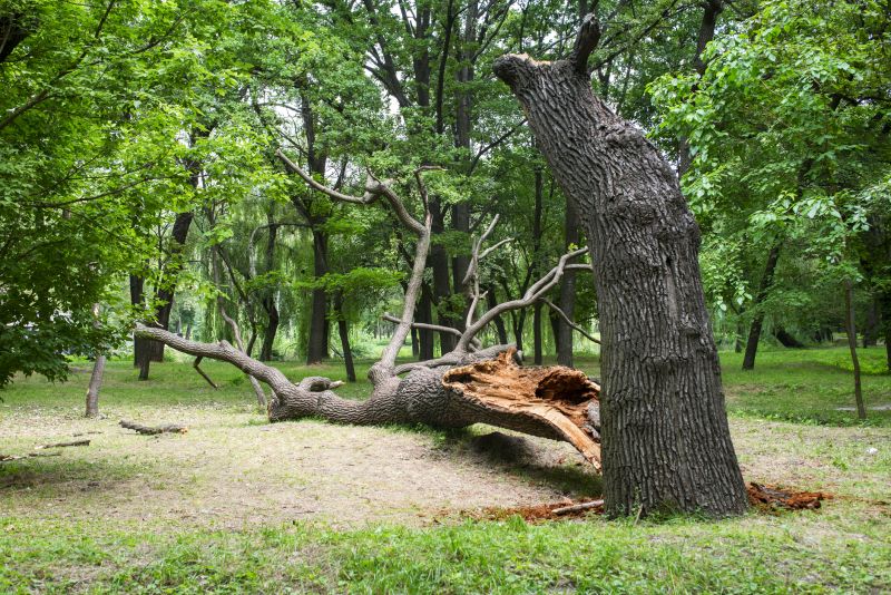 Post Storm Tree Cleanup