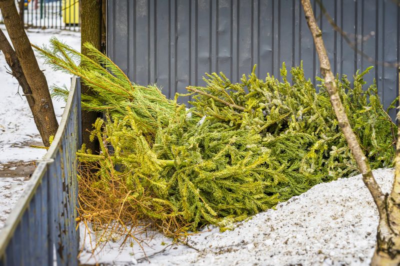 Spruce Tree Removal
