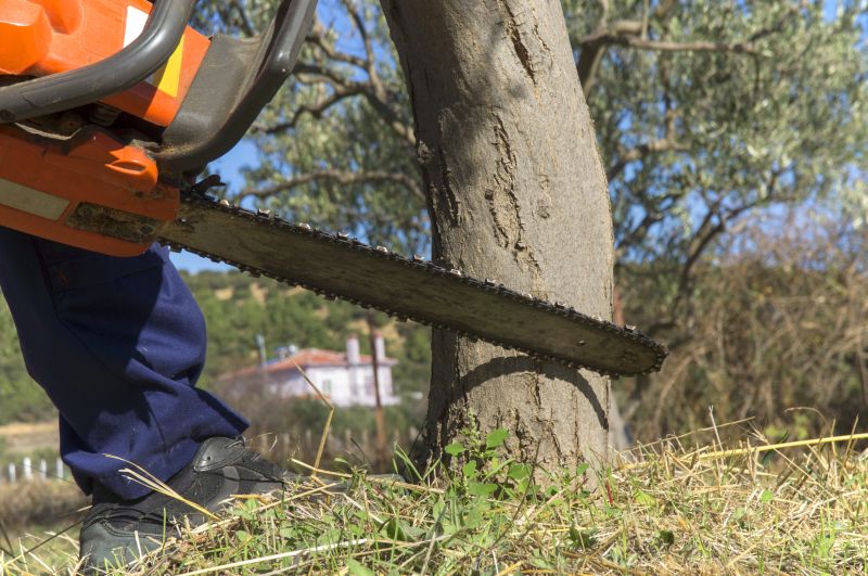 Completed Tree Removal