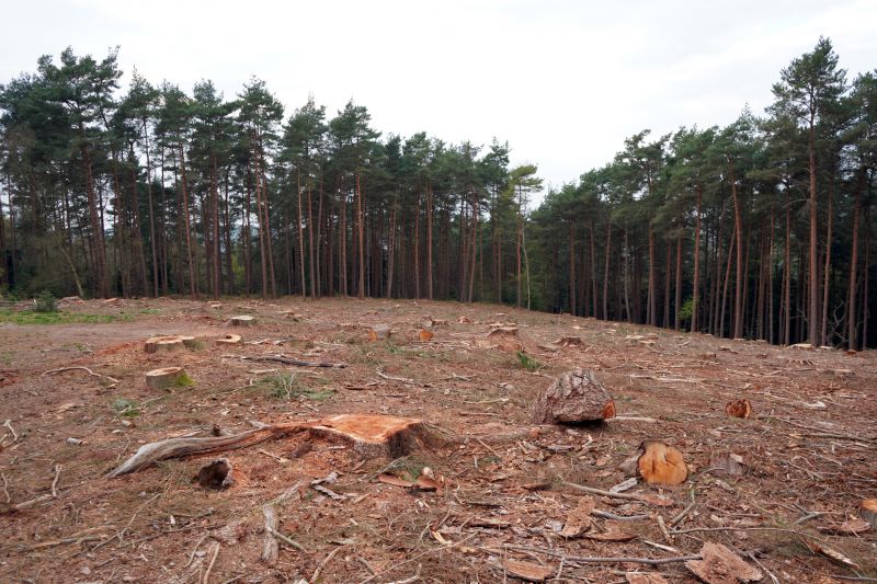 Stump Removal Results