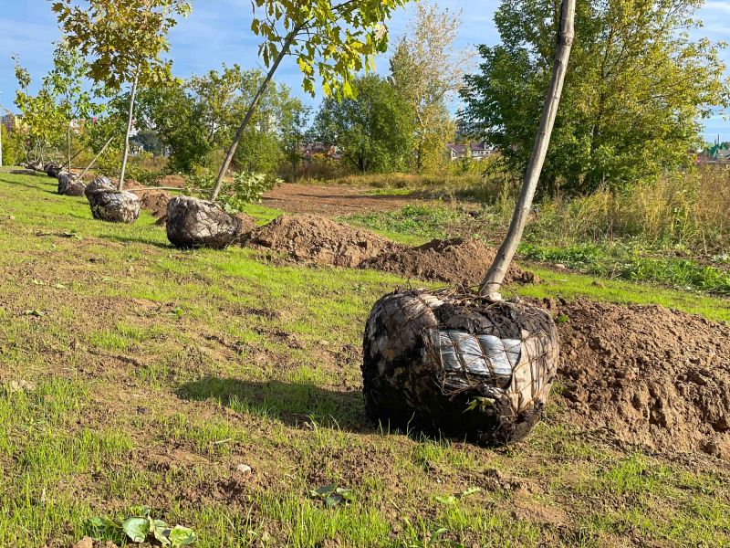 Land Prepared for New Landscaping