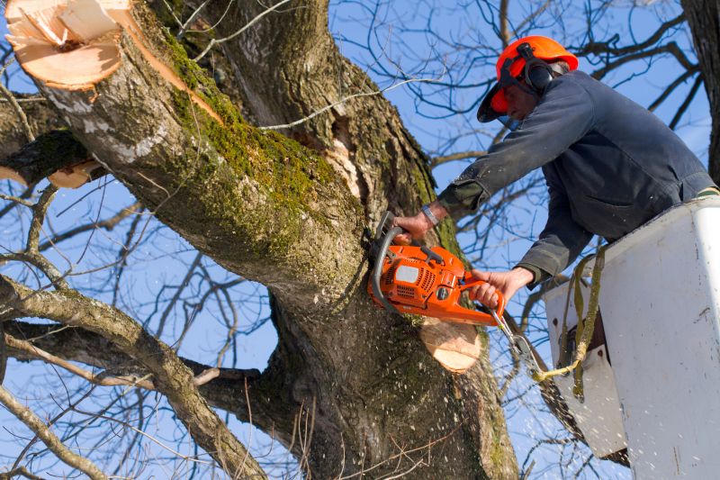 Tree Health Assessment