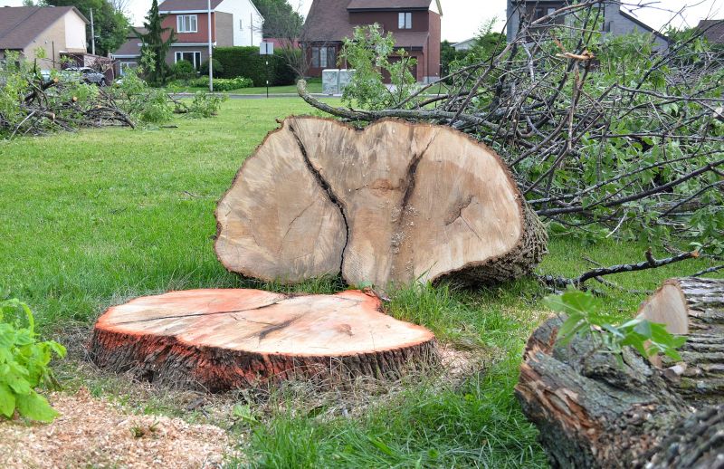Willow Tree Removal